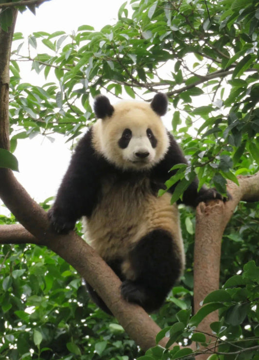 Giant Pandas: From Endangered to Vulnerable – What You Need to Know