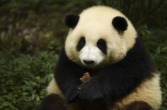 Hua Hua: The Gentle Panda Who Heals the World